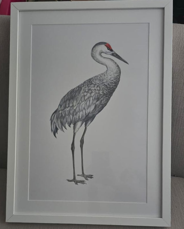 The Sandhill Crane (Antigone Canadensis) - Minimalist Natural Print